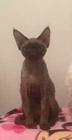 Lost Cat
