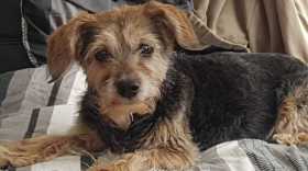 Lost Dog