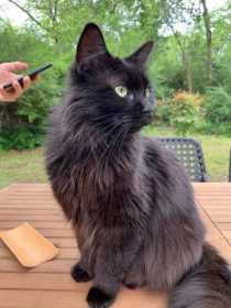 Lost Cat