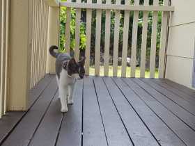Lost Cat