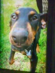Lost Dog