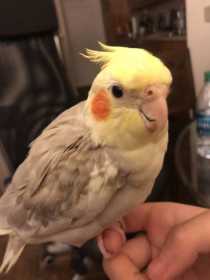 Lost Cockatiel