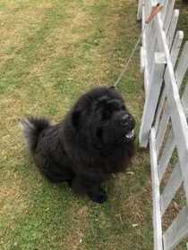 Lost Dog