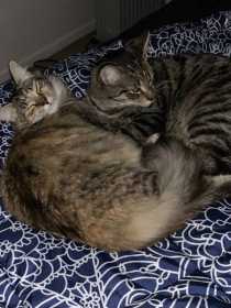 Lost Cat