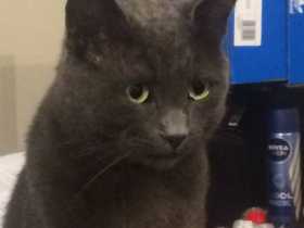 Lost Cat
