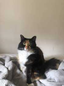 Lost Cat