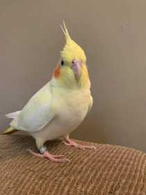 Lost Cockatiel