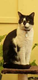 Lost Cat