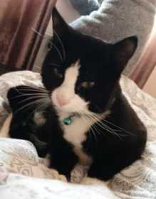 Lost Cat