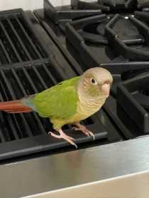 Lost Conure