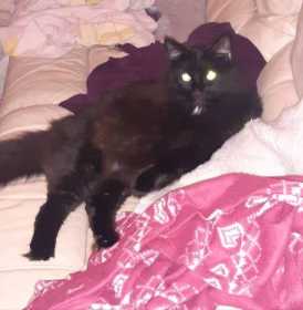 Lost Cat