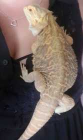 Lost Bearded dragon