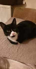 Lost Cat