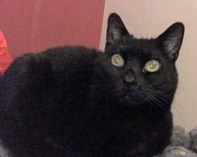 Lost Cat