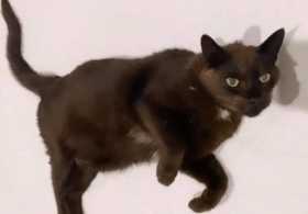 Lost Cat