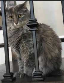 Lost Cat