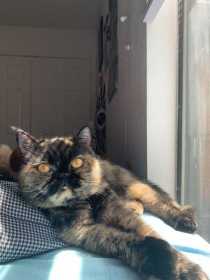 Lost Cat