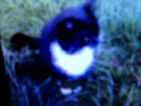 Lost Cat