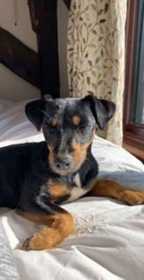 Lost Dog