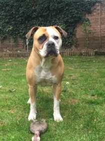 Lost Dog