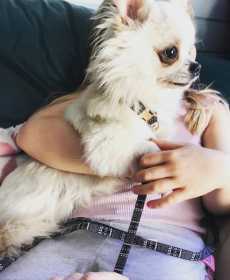 Lost Dog