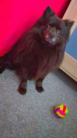 Lost Dog