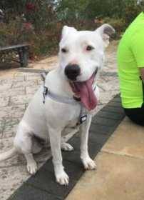 Lost Dog