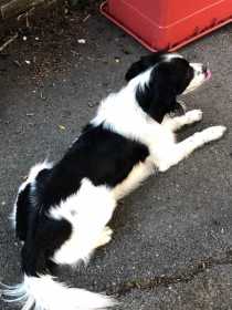 Lost Dog