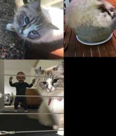 Lost Cat
