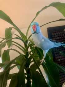 Lost Indian Ringneck Parakeet