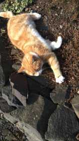 Lost Cat