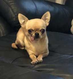 Lost Dog
