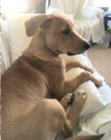 Lost Dog