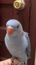 Lost Indian Ringneck Parakeet