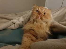 Lost Cat