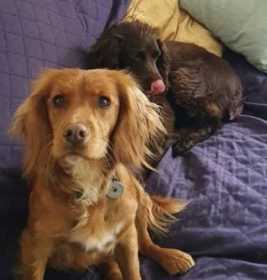 Lost Dog