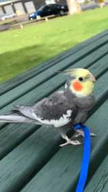 Lost Cockatiel