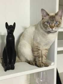Lost Cat