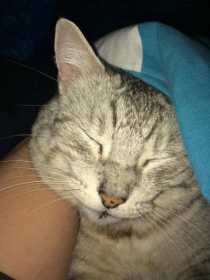 Lost Cat