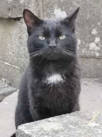 Lost Cat