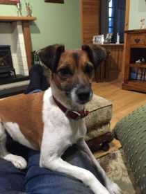 Lost Dog