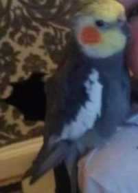 Lost Cockatiel