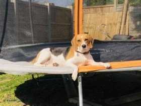 Lost Dog
