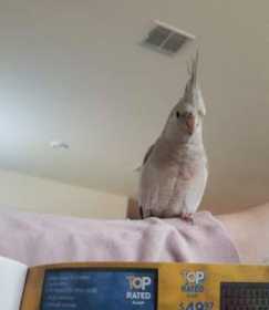 Lost Cockatiel