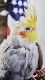 Lost Cockatiel