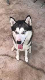 Lost Dog