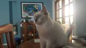 Lost Cat