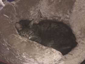 Lost Cat