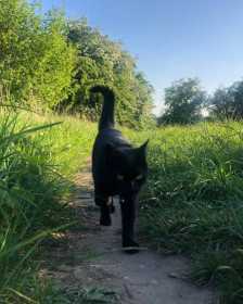 Lost Cat