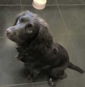 Lost Dog
